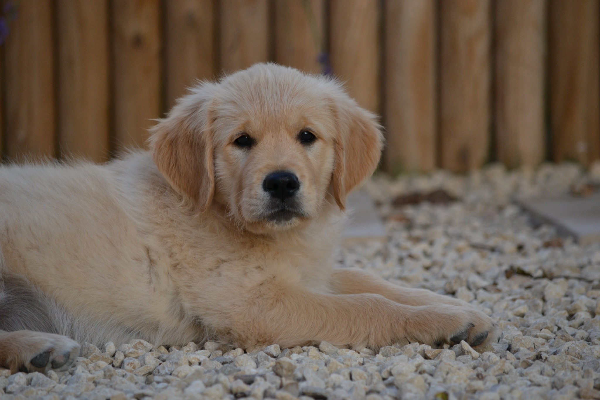 GOLDLAB UN PEU BEAUCOUP A LA FOLIE