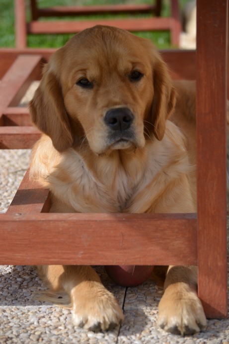 GOLDLAB ENJOY THE SUN