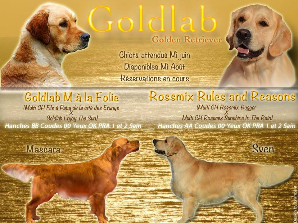 GOLDLAB OUI J'L'ADORE