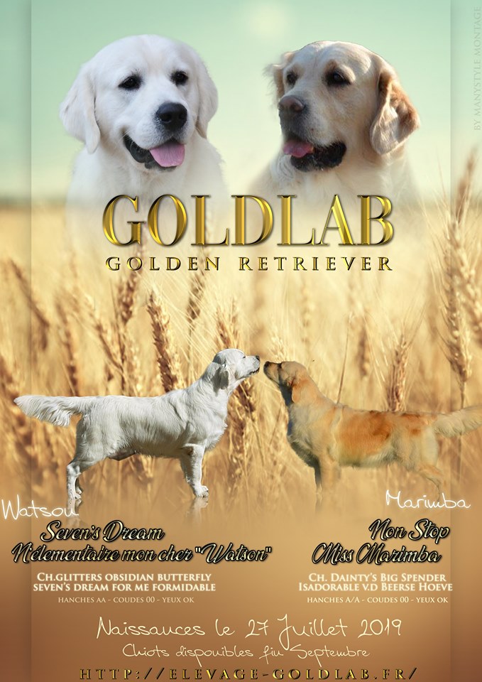 GOLDLAB PATATI PATATA