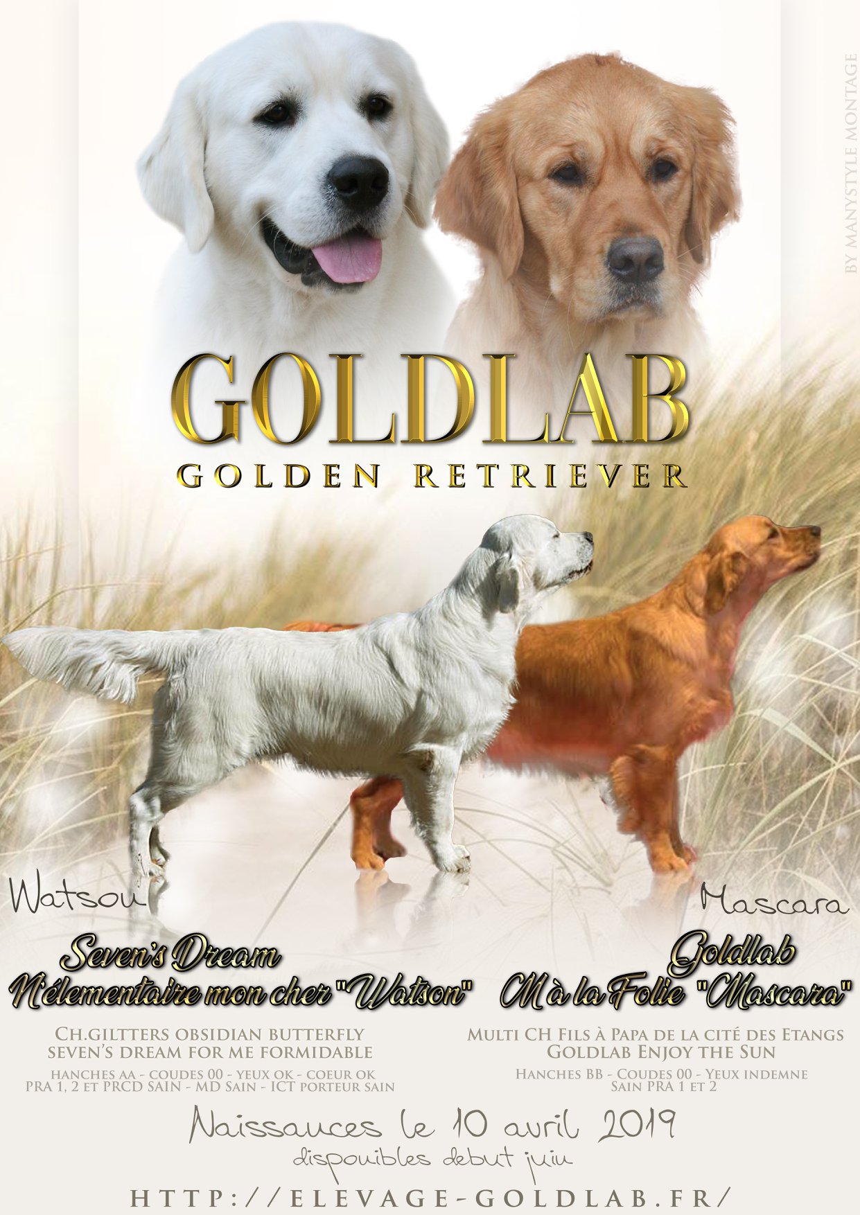 GOLDLAB PIMPRUN'ELLE