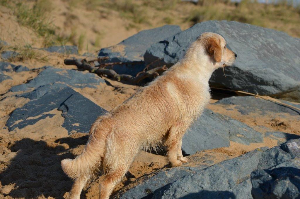 GOLDLAB PIMPRUN'ELLE - PRUNELLE