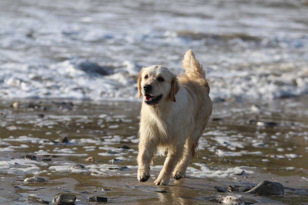 GOLDLAB PIMPRUN'ELLE - PRUNELLE