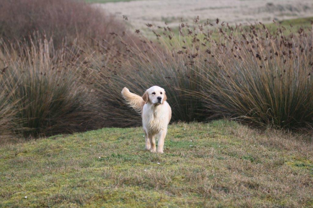 GOLDLAB PIMPRUN'ELLE - PRUNELLE