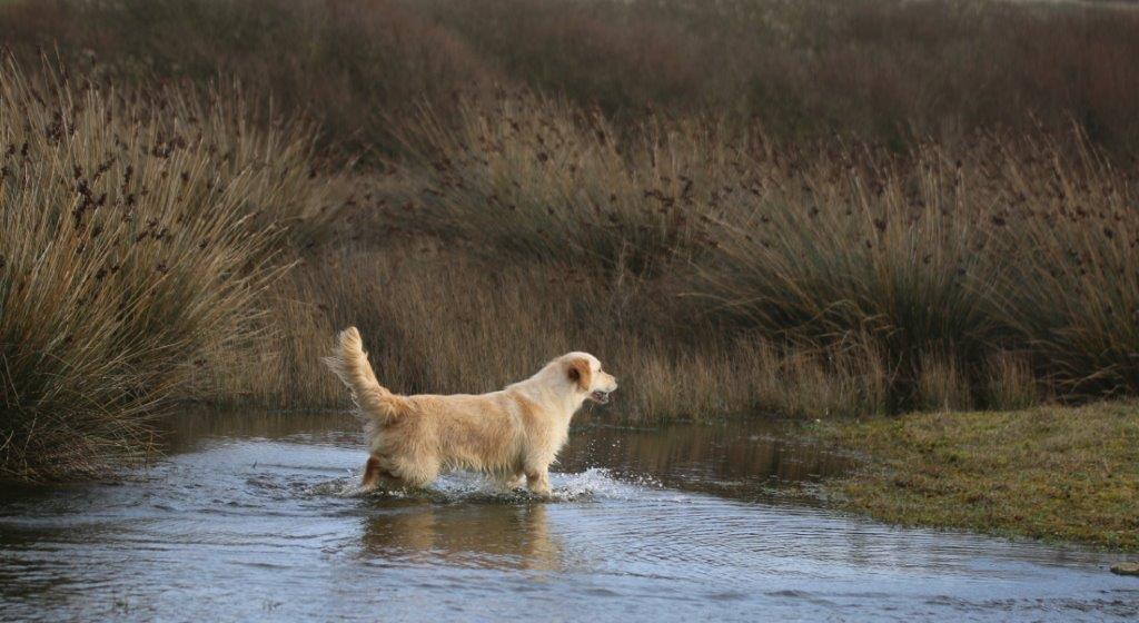 GOLDLAB PIMPRUN'ELLE - PRUNELLE