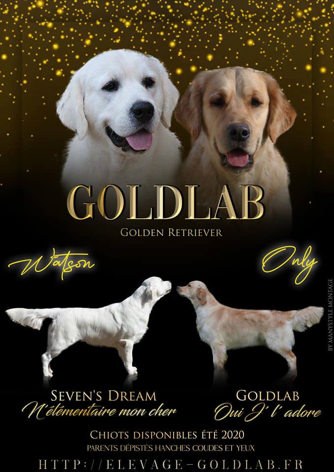 GOLDLAB REMAKE-UP